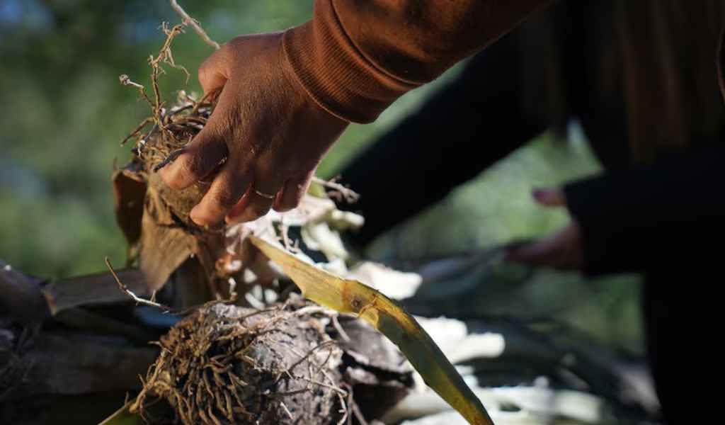 Alerta en el monte salteño: La escasez de chaguar pone en riesgo el legado de las tejedoras wichí
