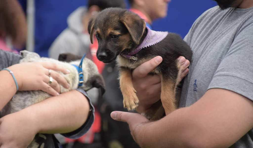 La Municipalidad de Salta a través de  su área Bienestar Animal estima superar las 200 adopciones hasta fin de año