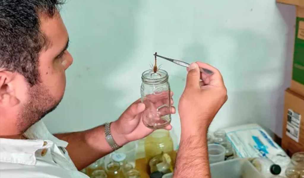 El ministerio de Salud de Salta envió al Instituto Malbrán 75 alacranes para la elaboración de antídoto