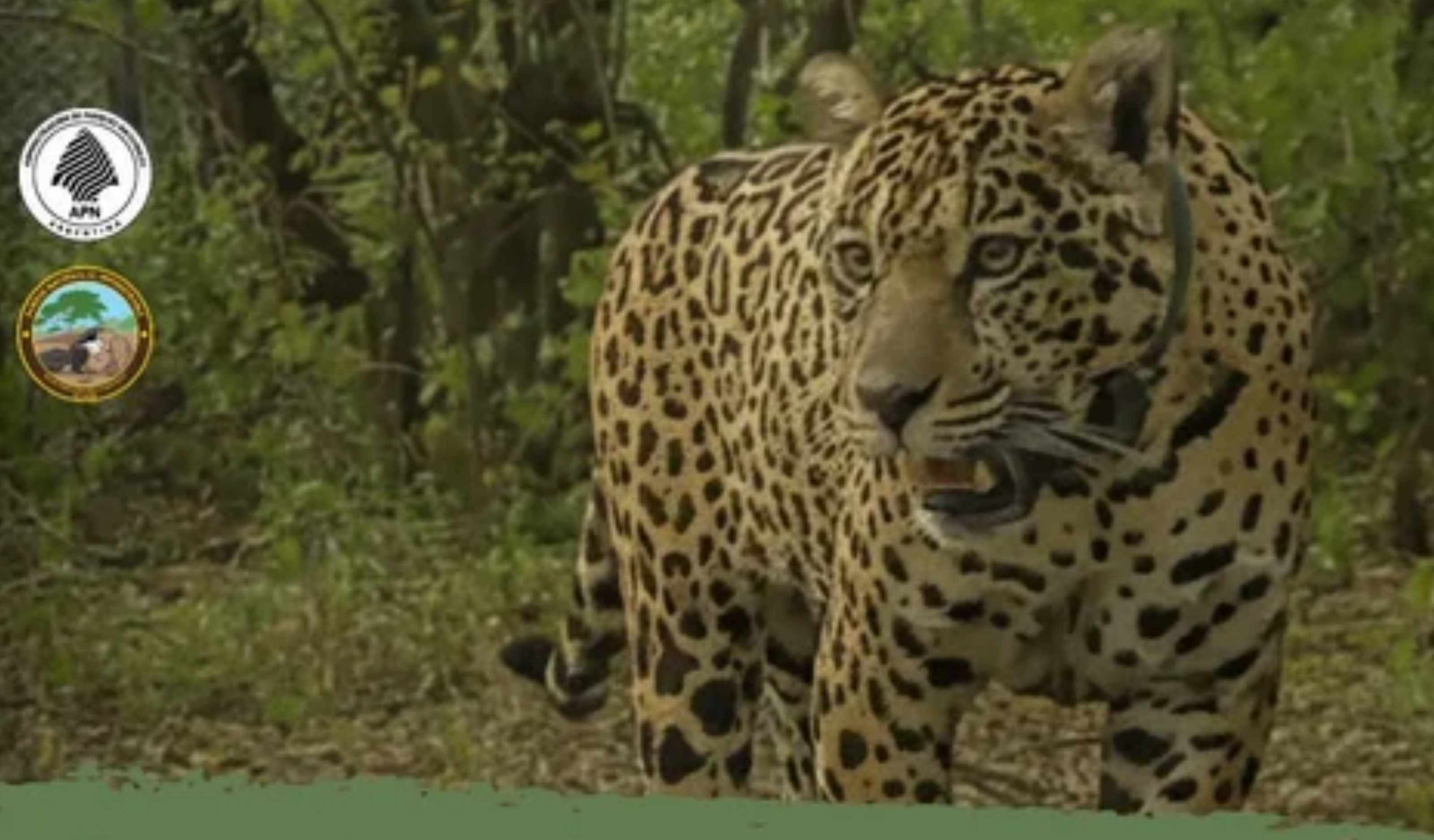 Increible recompensa para encontrar a la yaguareté Acaí: Ofrecen 250 millones millones de pesos