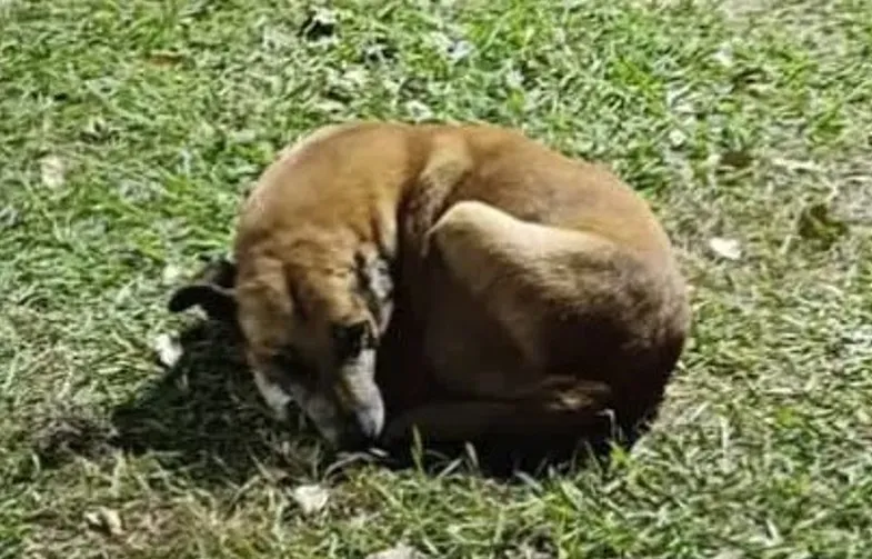 En Metán personas solidarias hicieron ropa para perritos de la calle y un hombre se las sacó para venderlas