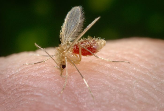 Salta: Se registraron más de 60 casos de leishmaniasis visceral canina en el primer semestre