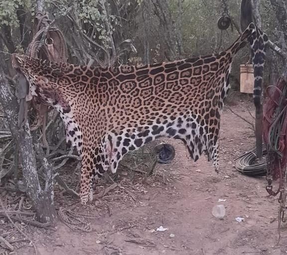 Fallo Histórico: condenaron a cuatro cazadores que mataron un yaguareté en Formosa
