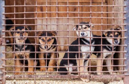 Es alarmante el aumento de contrabando de perros de raza en Salta