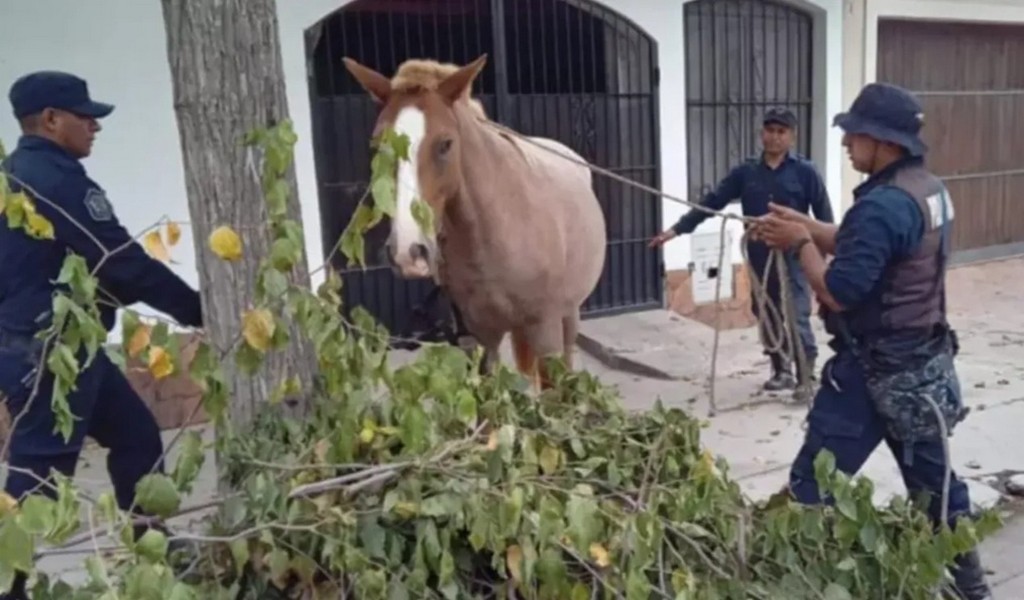 Pese a las enormes multas los dueños siguen dejando caballos y vacas sueltas en calles y rutas de Salta