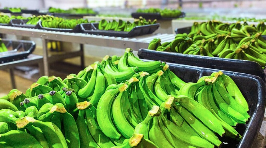Es un éxito la producción de bananos en Salta por la llegada de plantines de Misiones