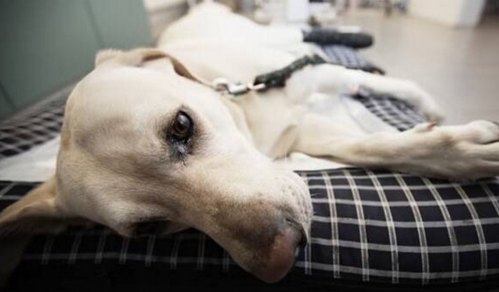 "Piden a los vecinos que denuncien a la policía": Alarma en Tres Cerritos por la aparición de mascotas  envenenadas
