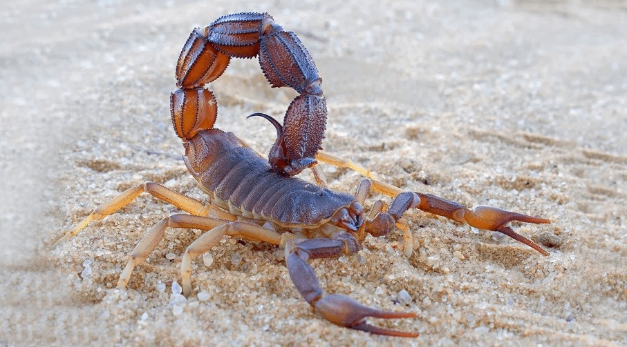 ¡Alerta! En Salta se registraron 477 picaduras de alacranes en lo que va del año