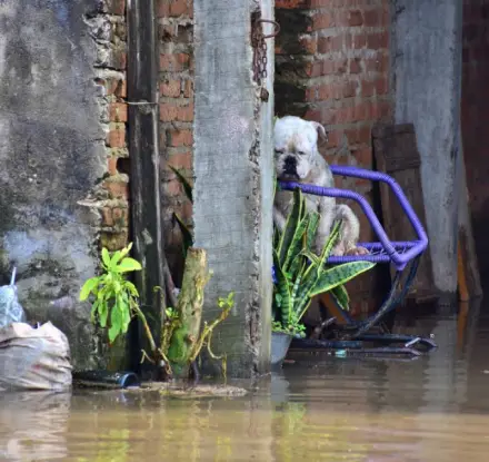 La otra cara de las inundaciones en el Litoral argentino: "La gente está abandonando a sus mascotas"