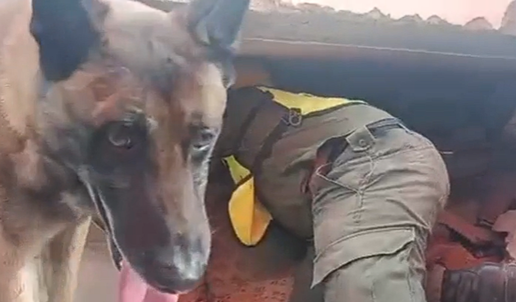 Terremoto en Venezuela: Un perro de rescate argentino fue clave para encontrar con vida a dos nenes bajo los escombros