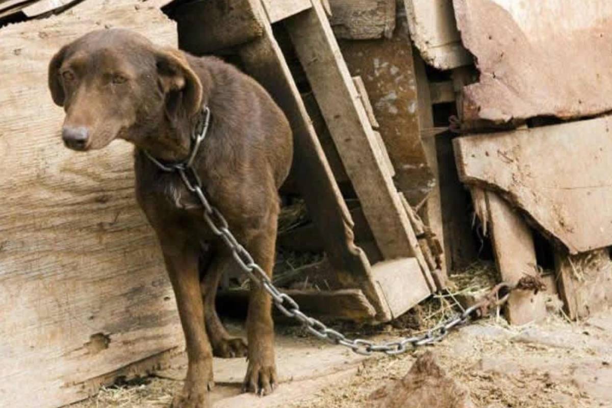 Ley Lola: Diputados debatirán un proyecto para sancionar con trabajo comunitario el maltrato y abandono animal en Salta