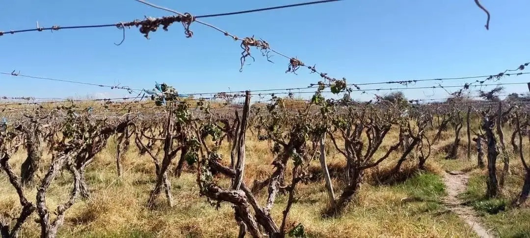 Golpe a la producción del Valle: Solicitan Emergencia y Desastre Agropecuario para Cafayate, San Carlos, Molinos y Cachi