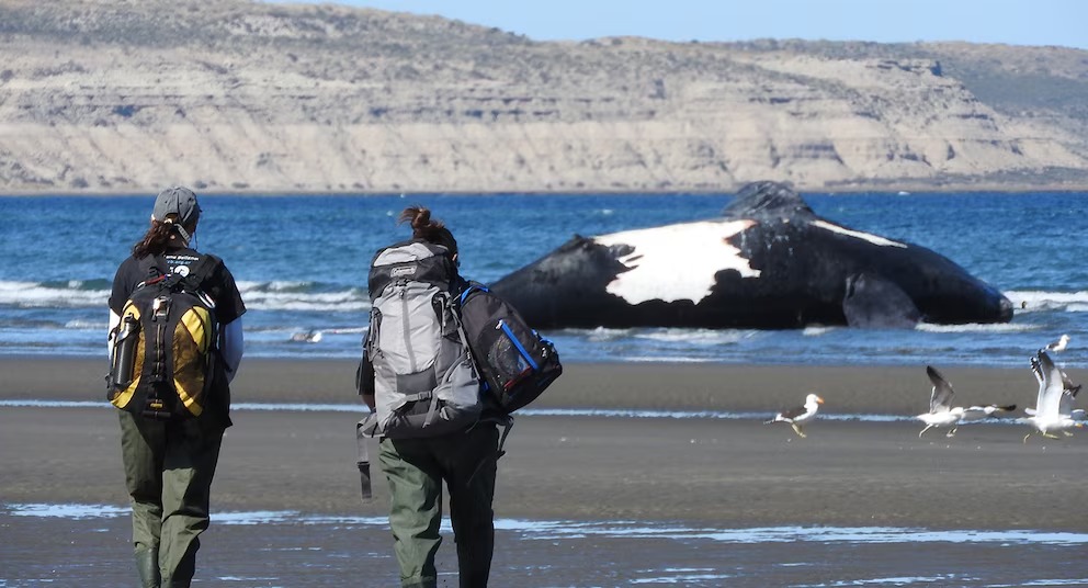 Hallan varías ballenas muertas en una semana en Puerto Madryn: Aún se desconcen las causas de sus fallecimientos