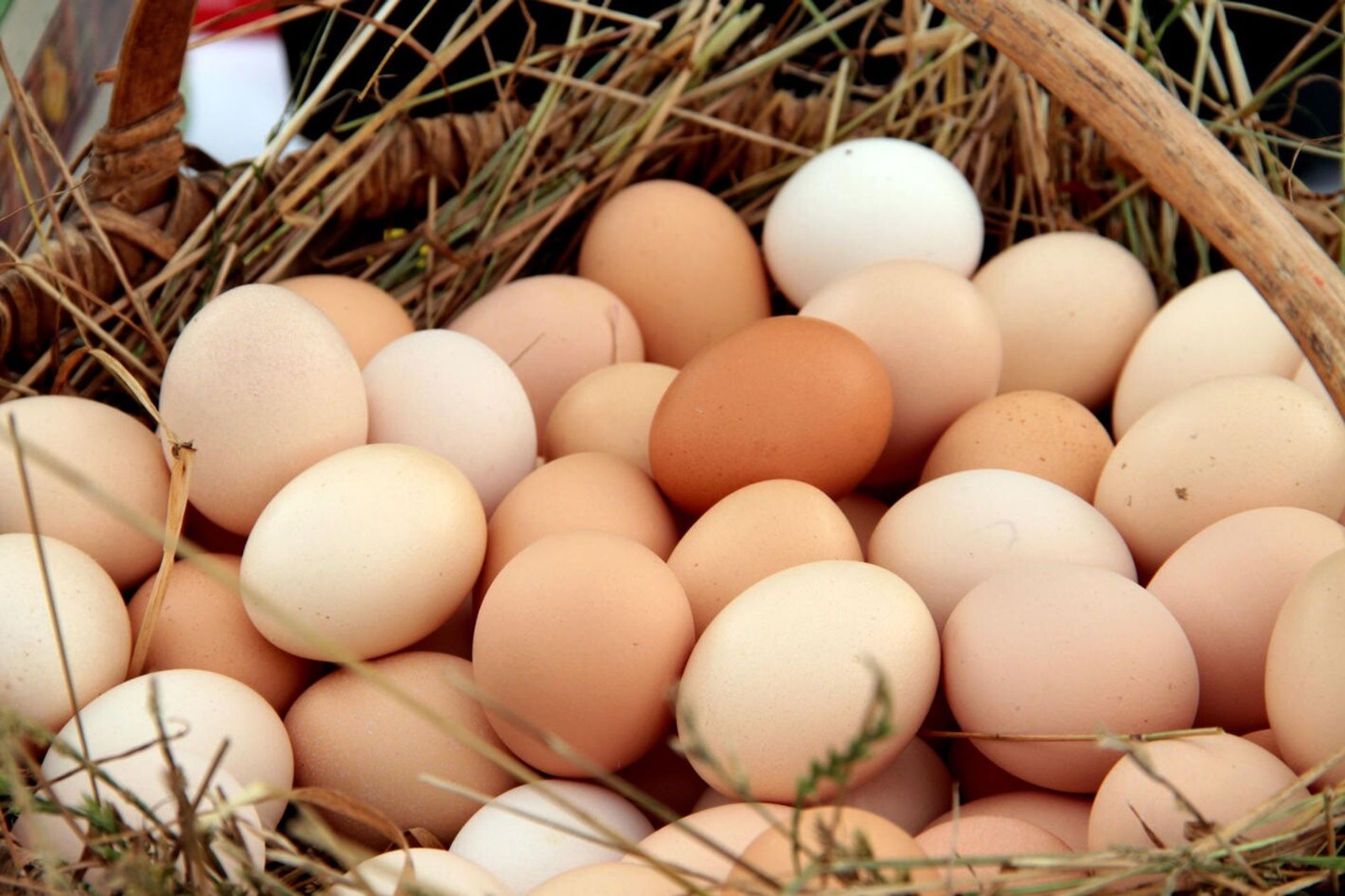 Aumentó el consumo de huevos en Argentina: “Es una alternativa económica y nutritiva pero no le ponga mermelada"