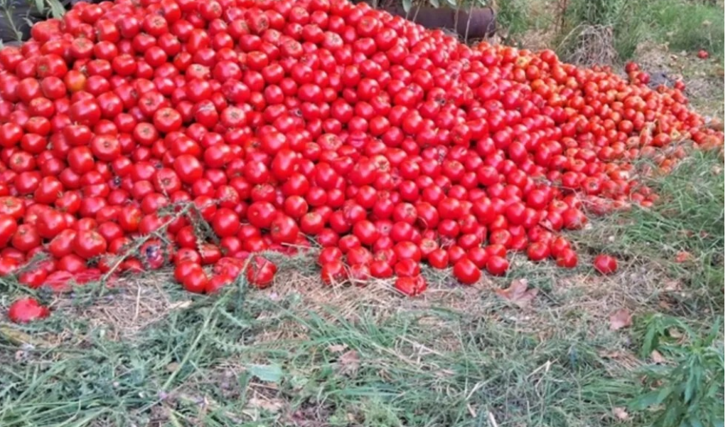 La crisis de los productores hortícolas salteños llegó  al Senado de  la Nación: "Necesitamos medidas urgentes"