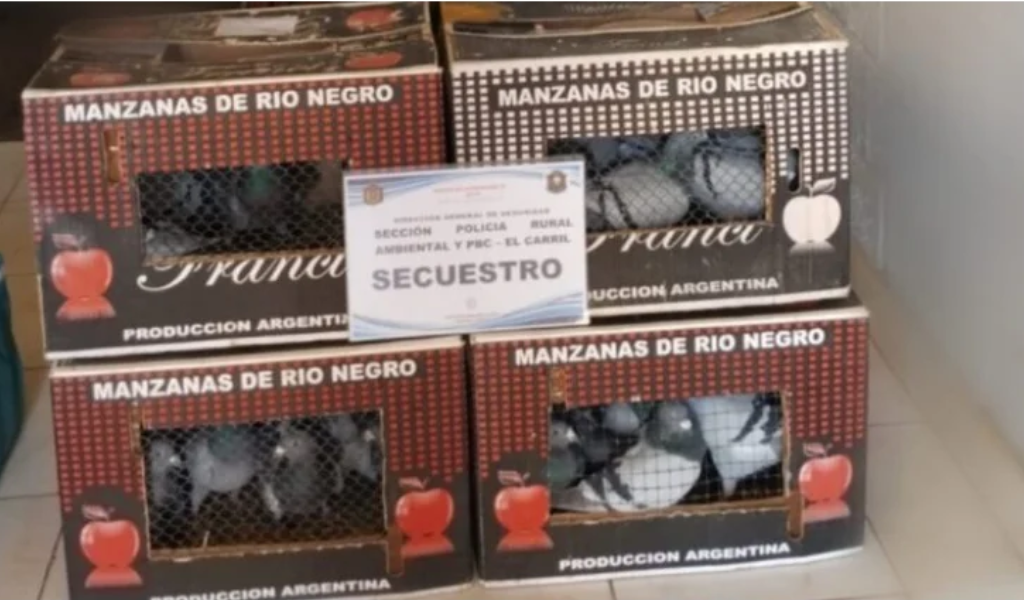 En El Carril infraccionaron a un hombre de 36 años que transportaba 89 palomas mensajeras