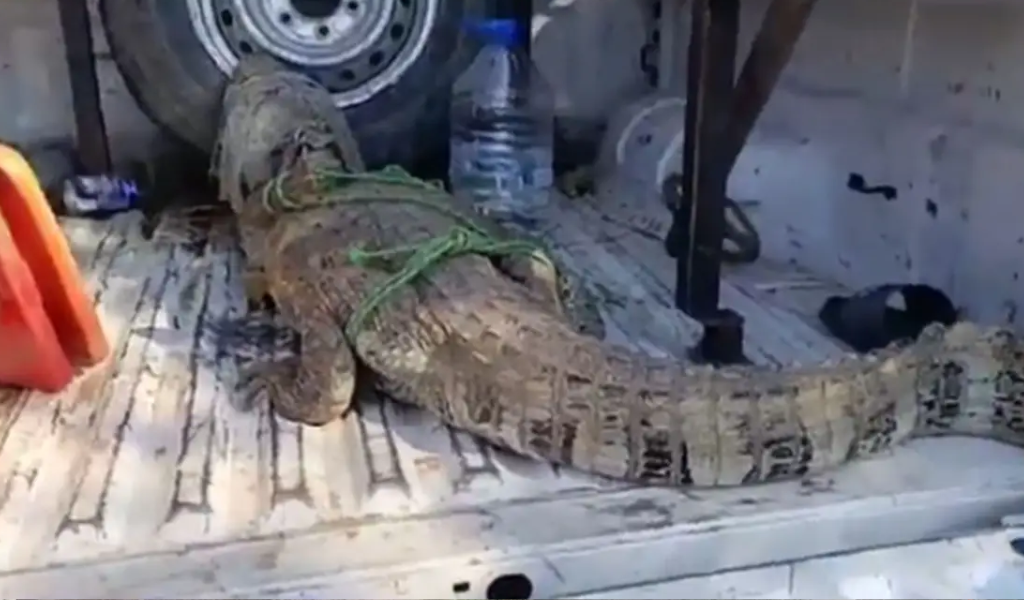 Un yacaré sorprendió a los vecinos de  Embarcación: Fue atrapado y llevado a un lugar seguro