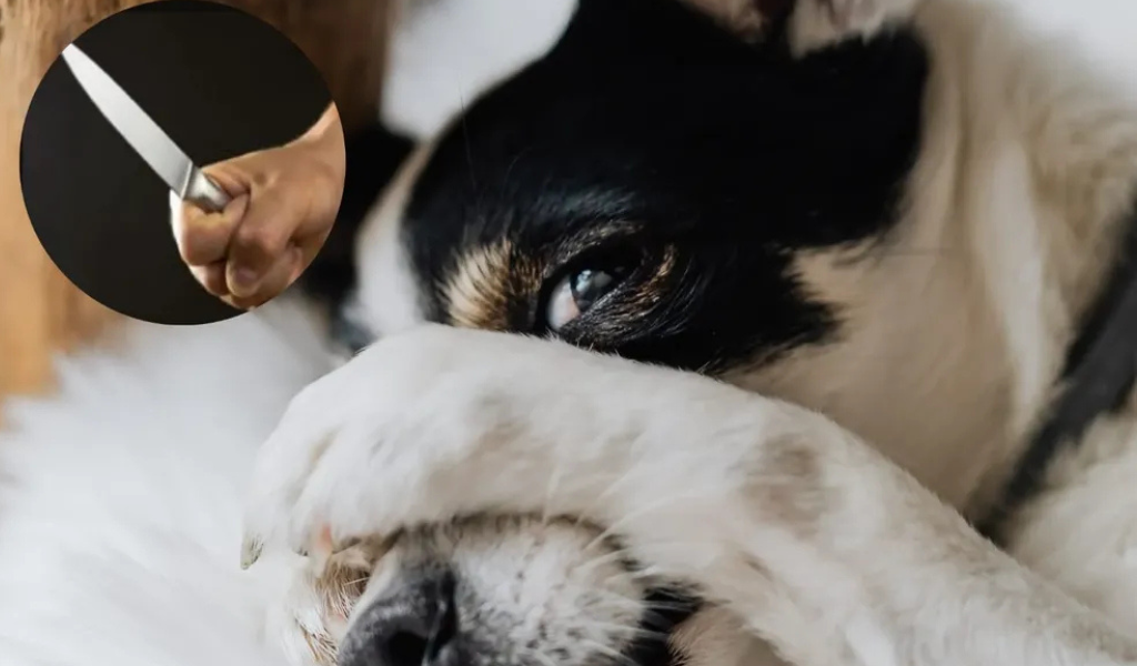 En Tartagal un ladrón ingresó a robar a un negocio y degolló a la perrita del dueño para que no de la alerta