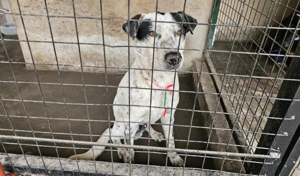 El municipio logró  rescatar a 33 perros extraviados durante la fiesta del Milagro. Buscan a sus dueños