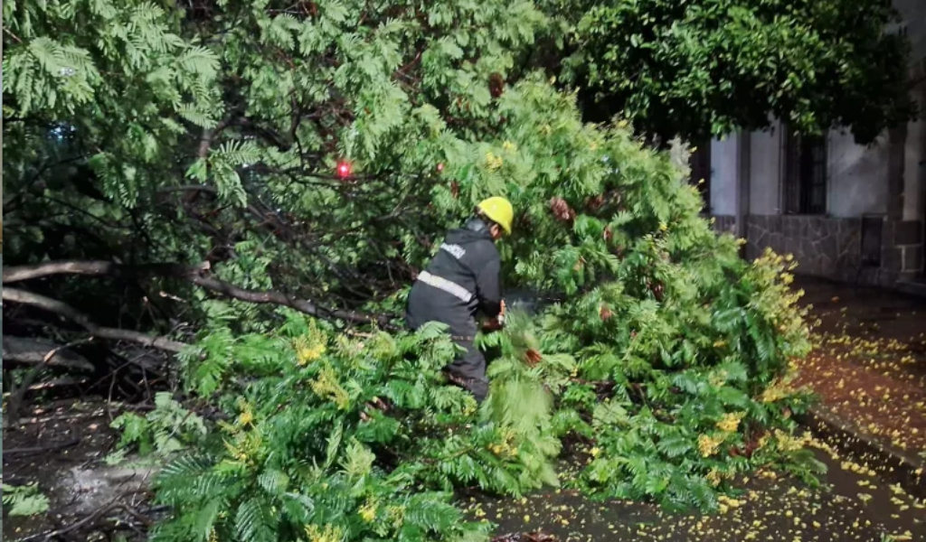 La Municipalidad intervino en 20 incidentes ocasionados por la tormenta: Ramas y postes caídos y boca tormentas tapadas