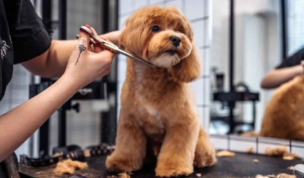 Las capacitaciones se realizarán en los Barrios Sanidad y Palermo I: Aprendé gratis todo sobre ‘Peluquería canina’