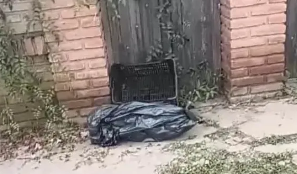 Crueldad animal: Requieren juicio contra una salteña que mató a un perrito ahorcándolo con un cable