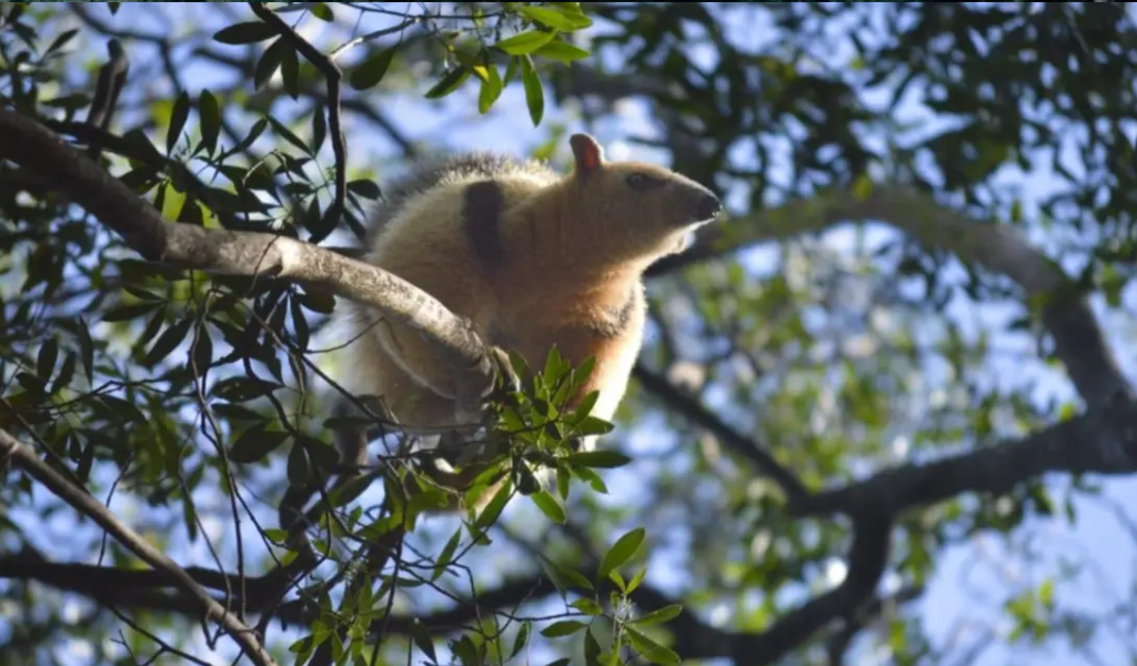Desconsuelo en la Ruta 34: el desgarrador llanto de un oso melero bebé que buscaba a su madre
