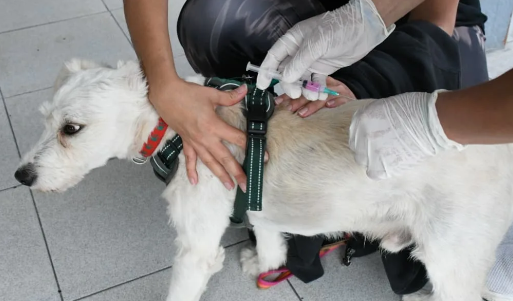 Habrá vacunación antirrábica en la zona sudeste: La otra semana estarán en Asunción, Boulogne Sur Mer, Islas Malvinas, 115 Viviendas y 26 de Marzo