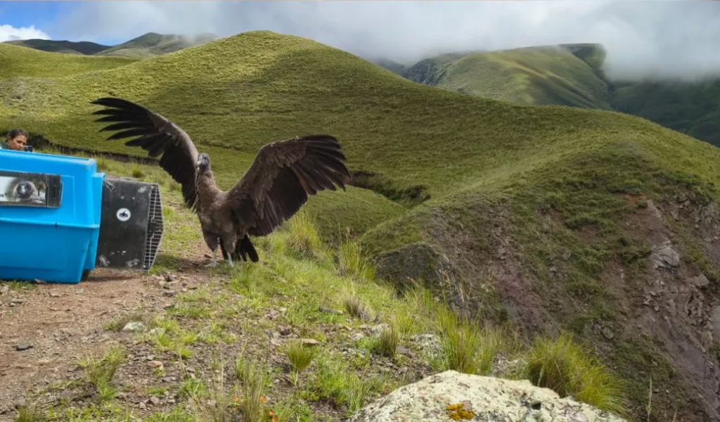 Puriq  y Kuntur vuelan de nuevo a casa: Dos cóndores andinos fueron liberados en Piedra del Molino, en Cachi
