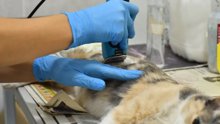 La próxima semana habrá castración de mascotas en 25 de Mayo, Progreso, Lamadrid y La Loma