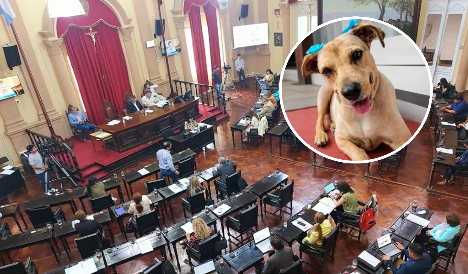 Diputados aprobó por unanimidad la "Ley Lola" para frenar el maltrato y el abandono animal en Salta