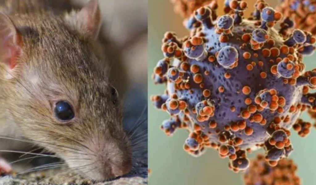 El Ministerio de Salud de Salta confirmó que no circula la variante Andes-Sur de hantavirus en la provincia