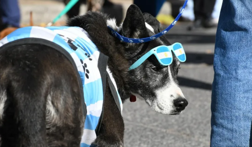 Para promover el bienestar animal La Municipalidad  junto al Instituto María Reina realizaron un desfile de mascotas