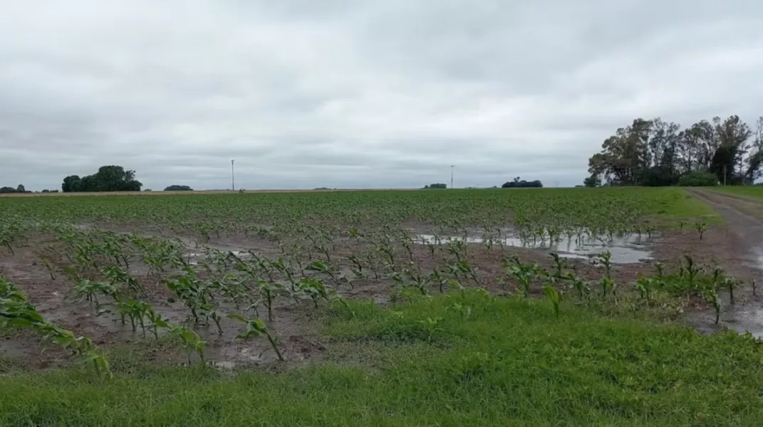 El Gobierno de Salta declaró la emergencia y desastre agropecuario para productores frutihortícolas de Colonia Santa Rosa