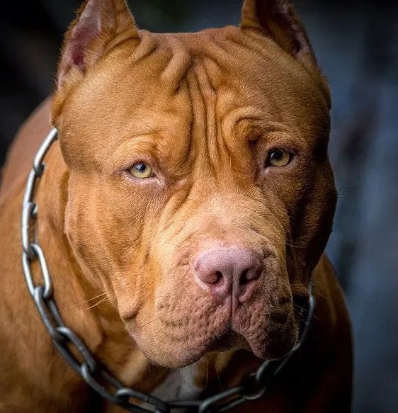El Concejo Deliberante aprobó el proyecto: En la Ciudad de Salta colocarán chips de seguimiento a perros potencialmente peligrosos