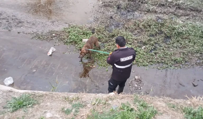 Rápido accionar del personal municipal: Rescataron a un perro atrapado en el canal Velarde