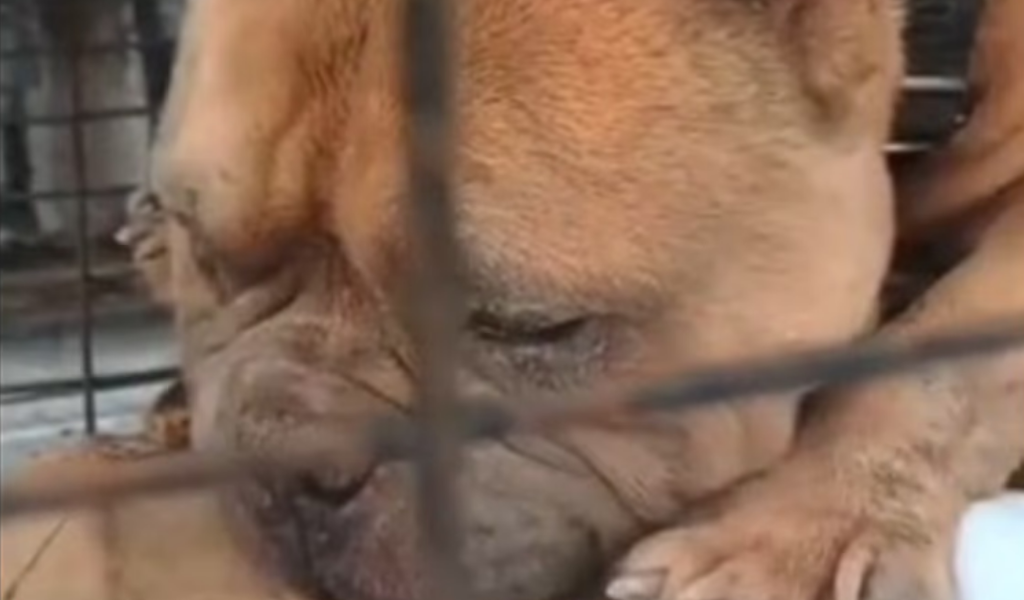 Los usaban para peleas: Rescatan 12 perros heridos y desnutridos en domicilios de barrios Tres Cerritos y Los Gremios