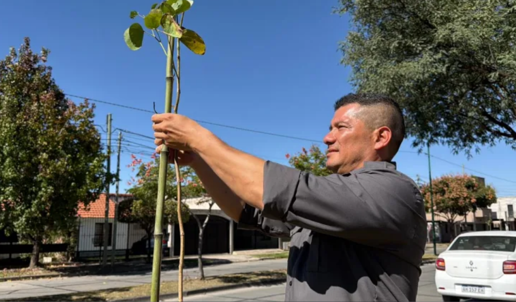 A cuidarlos entre todos: Colocaron 32 nuevos árboles en las avenidas principales del barrio Parque Belgrano