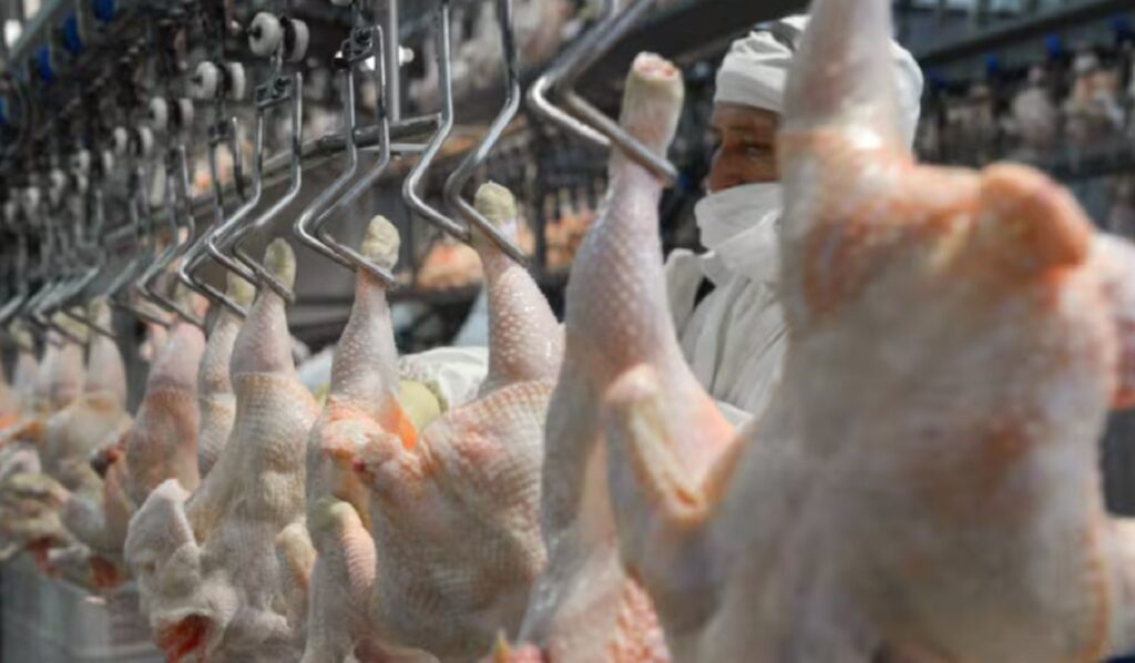 El mayor frigorífico avícola de Argentina quedó al borde del cierre por la importación de pollo brasileño