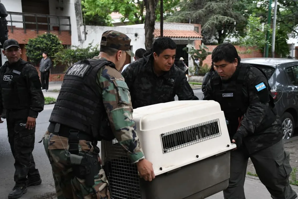 La Municipalidad de Salta rescató a un aguilucho taguató