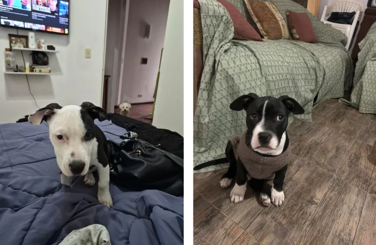 Tras ser rescatados de un criadero clandestino en barrio Mosconi diez pitbull ya fueron dados en adopción