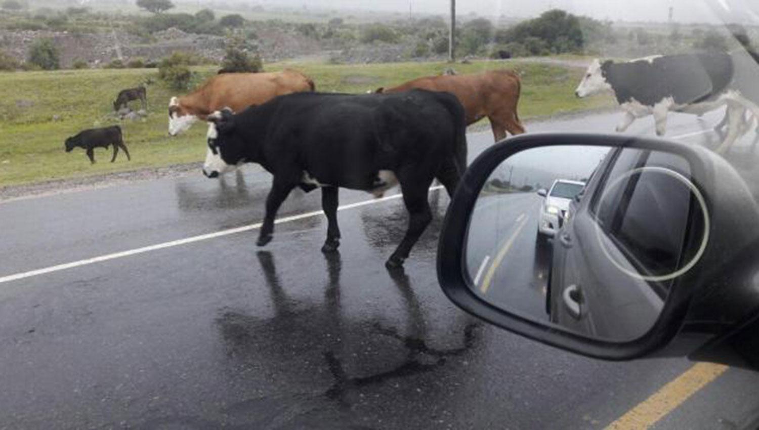 Rutas nacionales en Salta: Denuncian grave peligro por baches profundos y animales sueltos