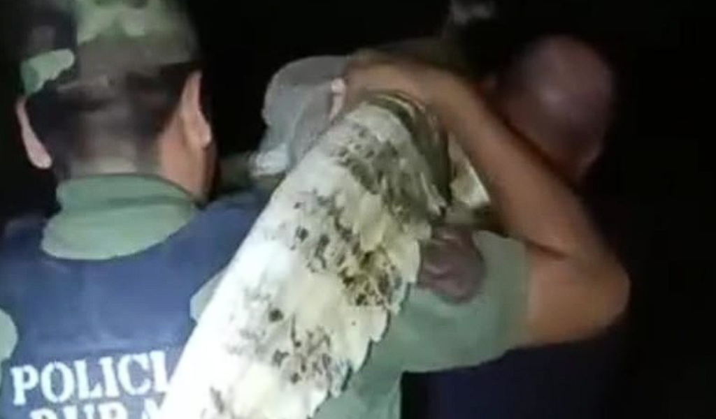 La Policía Rural rescató un yacaré en plena ruta 5 y lo restituyó a su hábitat  en Pichanal