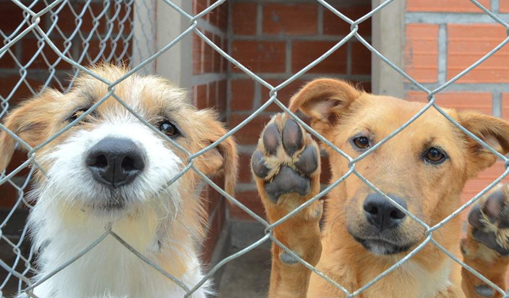 Record de esperanzas: El Centro de Adopciones Municipal Matías Nicolás Mancilla superó las 200 adocpciones de mascotas en 2025
