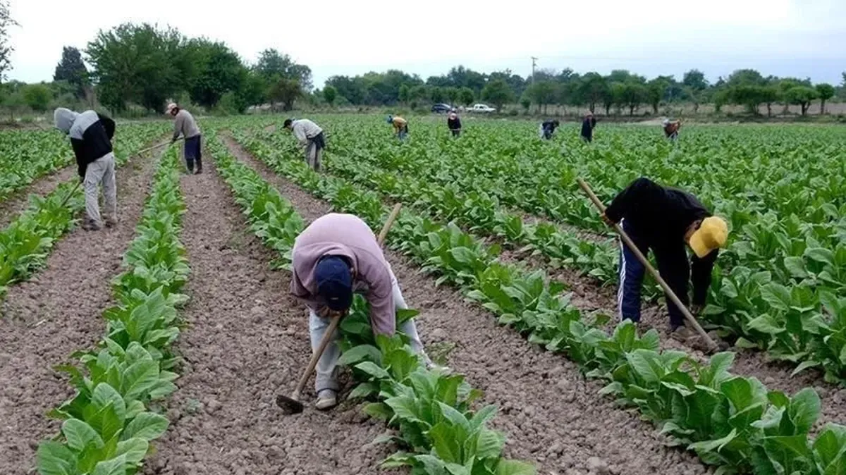 Menos rentabilidad, más incertidumbre: el duro momento que atraviesa Chicoana por la crisis del tabaco