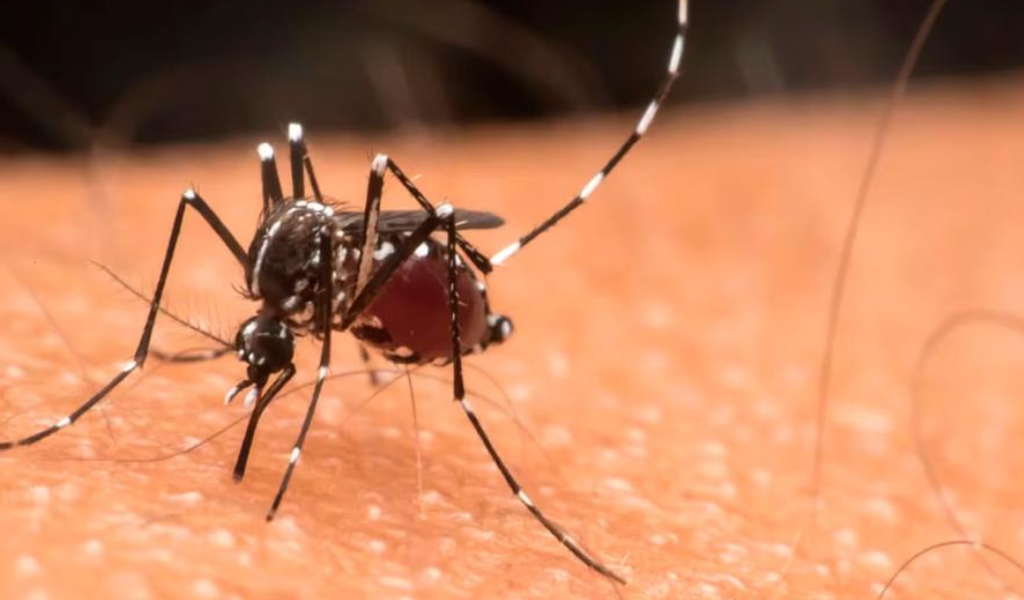 Aumentan los casos de Chikungunya en Salta: Los casos se registran en el cordón fronterizo con Bolivia y un foco puntual en Salta Forestal