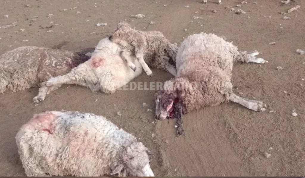 Productores de Guachipas denuncian que sus ovejas y cabras son asesinadas por perros: "Los dueños de los canes no hacen nada"