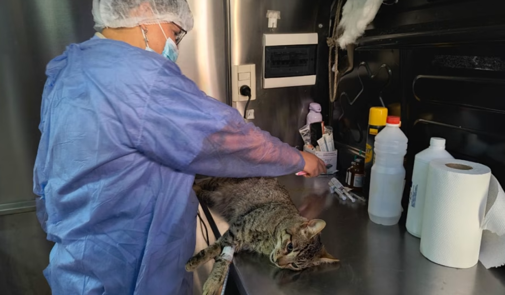 Cuidá a tu mascota: El Móvil de Castración atenderá en San Francisco Solano y San Antonio