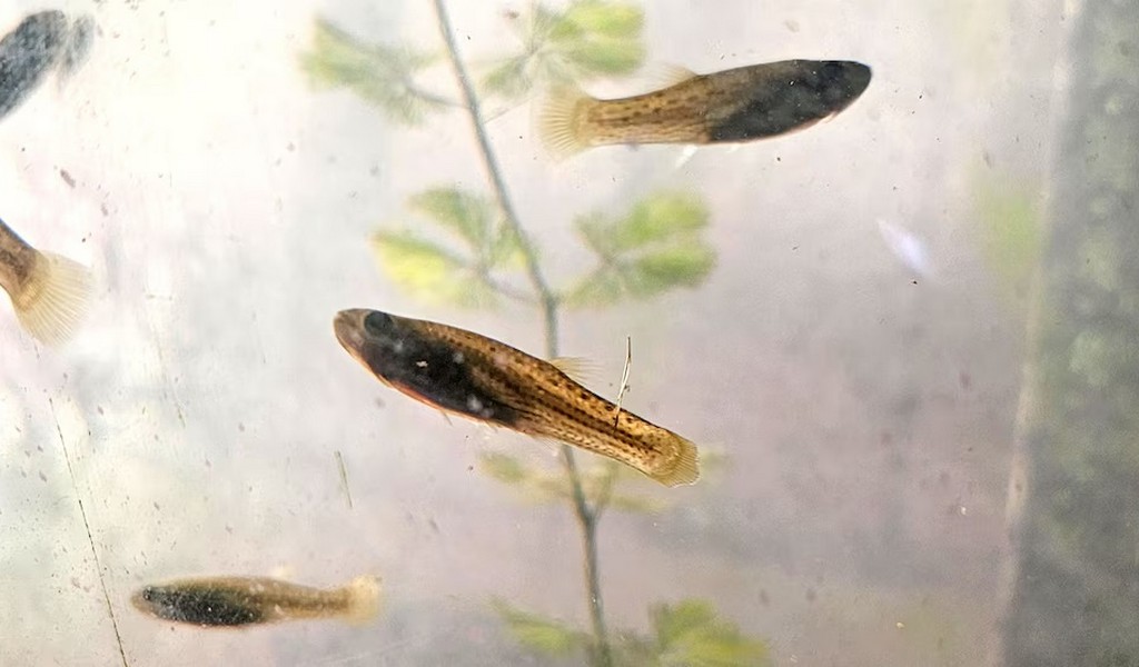 La UBA está entregando peces para combatir el dengue y lo hace de forma gratuita