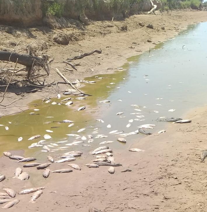 Comunidades salteñas consumen peces contaminados por los vertidos cloacales y mineros que provienen de Bolivia